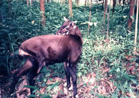 saola: a critically endangered ruminant of species Pseudoryx nghetinhensis, of Vietnam and Laos