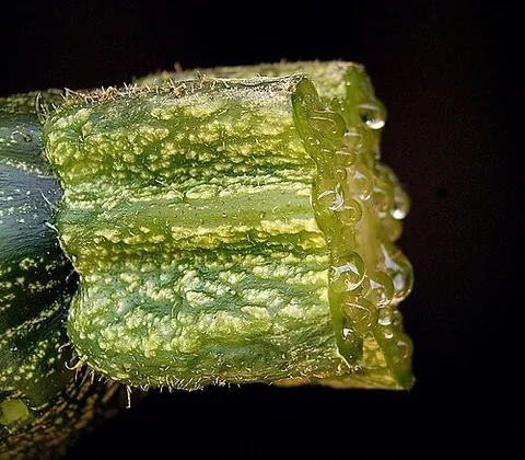sap: the juice of plants of any kind, especially the ascending and descending juices or circulating...