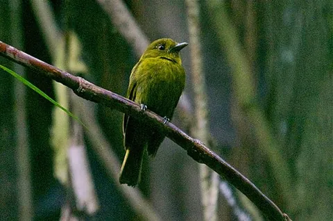 sapayoa: a passerine bird of the species Sapayoa aenigma found in lowland rainforests in Panama and...