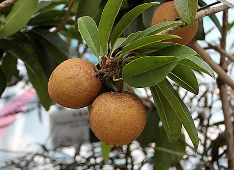 sapota: the tropical fruit from the sapodilla tree, Manilkara zapota. The fruit is 4–8 cm in diameter, has...