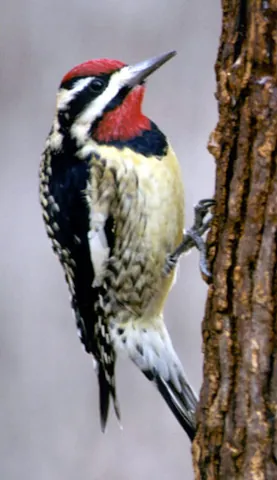 sapsucker: a woodpecker of the eastern United States (of the genus Sphyrapicus) that feeds mainly on the sap...