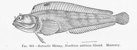 sarcastic fringehead: a fish, of species Neoclinus blanchardi, known for dramatic male displays, native to the Pacific...
