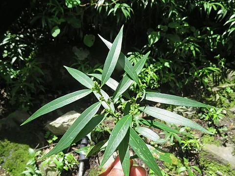 sarcococca: any plant of the genus Sarcococca, native to Asia and Central America