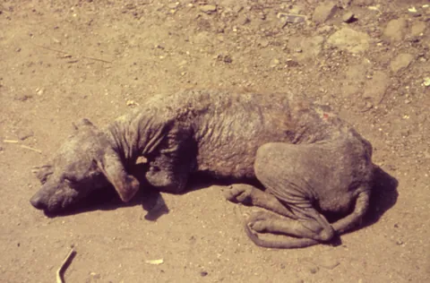 sarcoptic mange: mange in dogs caused by Sarcoptes scabiei canis and other sarcoptic mange mites
