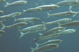 sardine: any one of several species of small herring which are commonly preserved in olive oil or in tins...