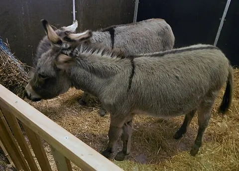 sardinian donkey: an Italian breed of donkey from the Mediterranean island of Sardinia