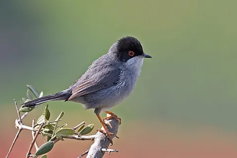 sardinian warbler: sylvia melanocephala, an Old World warbler