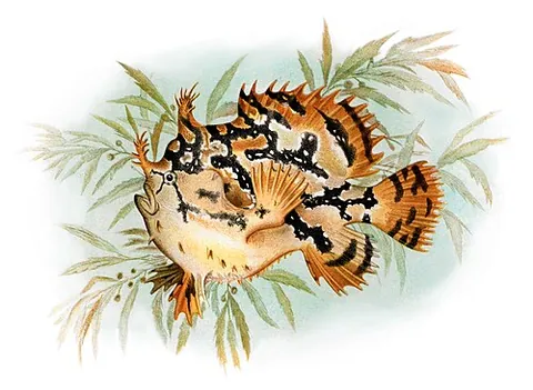 sargassum fish: a species of frogfish that lives in sargassum and looks very much like it