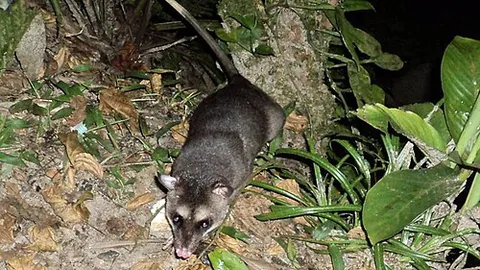 sarigue: a small South American opossum (Philander opossum) with four white spots on the face