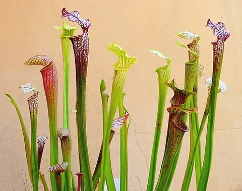 sarracenia: any of various pitcher plants of genus Sarracenia