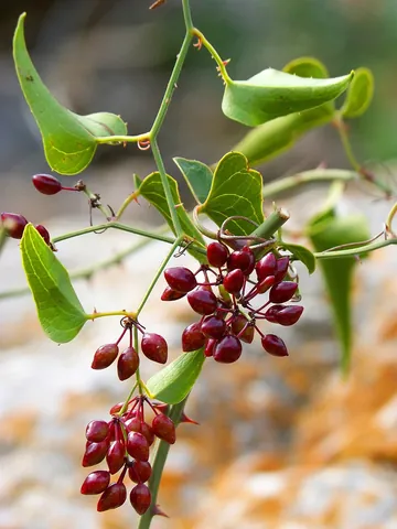 sarsaparilla: any of various tropical (Central and South) American vines of the genus Smilax, such as Smilax...