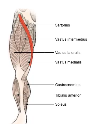 sartorius: a long, slender muscle that runs from the iliac crest along the anterior and medial aspects of the...