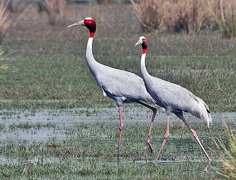 sarus crane: a crane (Antigone antigone) native to India, Southeast Asia, and northern Australia
