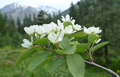 saskatoon berry: amelanchier alnifolia, a shrub with edible berry-like fruit