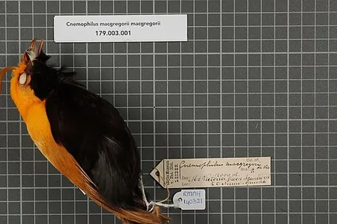 satinbird: any passerine bird of the family Cnemophilidae