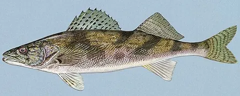 sauger: a freshwater perciform fish, of species Sander canadensis