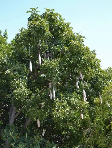 sausage tree: a large African tree with fruits that look like sausages, Kigelia africana