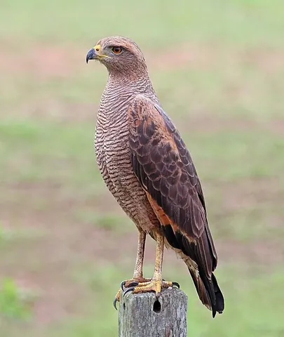 savanna hawk: any member of the species Buteogallus meridionalis of hawks, principally of Brazil and northern...