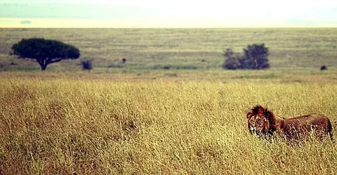 savanna: a mixed woodland-grassland biome and ecosystem characterised by the trees being sufficiently widely...