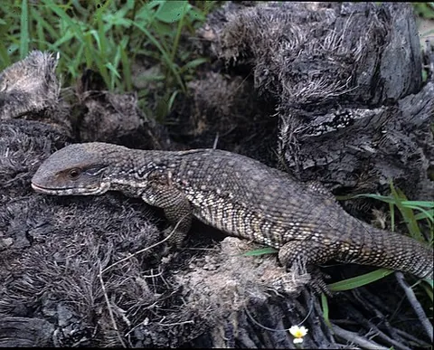 savannah monitor: varanus exanthematicus, a species of monitor lizard