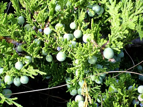 savin: the evergreen shrub Juniperus sabina, endemic to Europe, which yields a medicinal oil