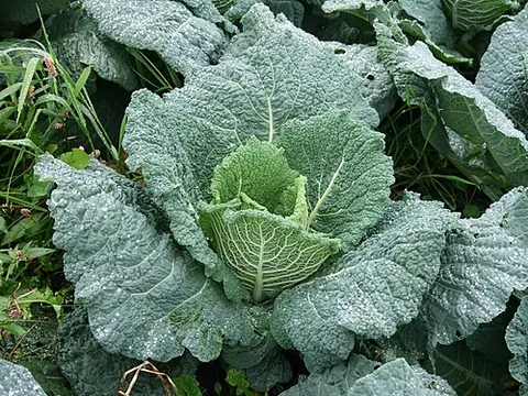 savoy cabbage: brassica oleracea var. sabauda, a hardy cabbage with dense, crinkled leaves