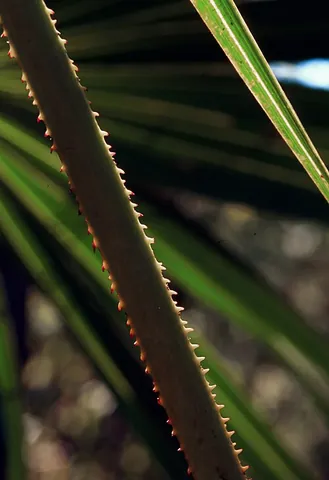 saw palmetto: a sprawling-stemmed spiny-leaved dwarf palm (Serenoa repens) forming large colonies, especially by...