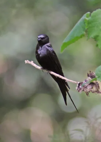 saw-wing: any of the birds of genus Psalidoprocne