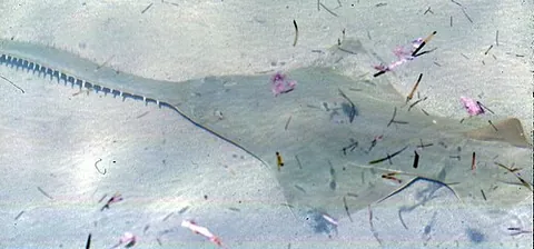 sawfish: any ray (marine fish with a flat body and wing-like fins) of the family Pristidae, having a snout...