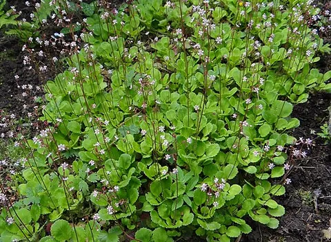 saxifrage: any plant in the genus Saxifraga