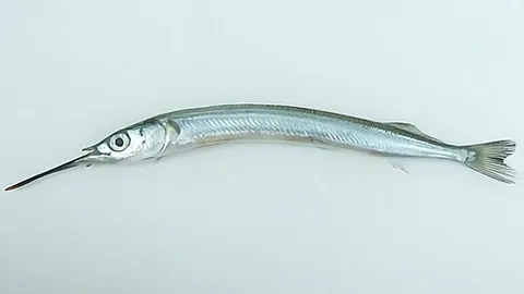 sayori: a slender, surface-dwelling fish of the species Hyporhamphus sajori in the halfbeak family, native...