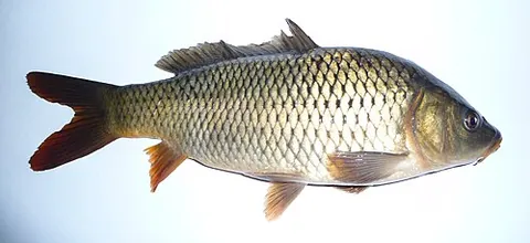 sazan: a fish (Cyprinus carpio) in the Cyprinidae family. It is native to Sea of Azov, Black Sea, Caspian...