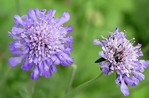 scabious: having scabs
