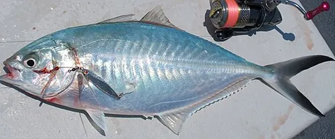 scad: any of several fish, of the family Carangidae, from the western Atlantic
