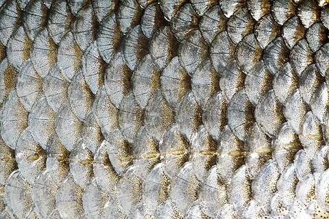scalation: an arrangement of scales
