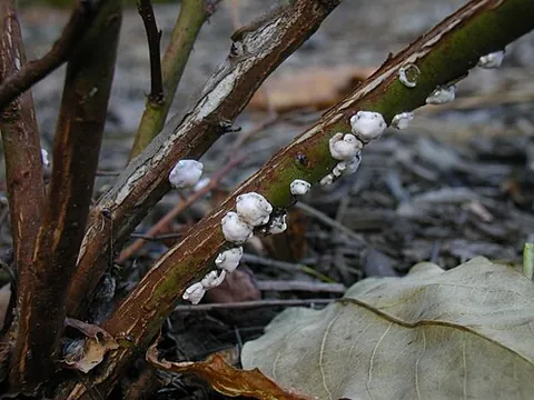 scale insect: any of the small parasitic insects of the superfamily Coccoidea that live on plants and sap...