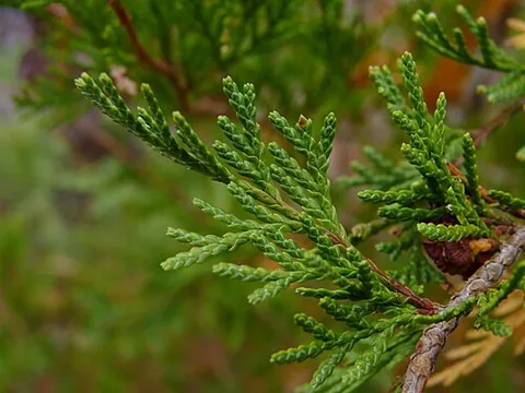 scale leaf: a small flat leaf resembling a scale, such as on many conifers