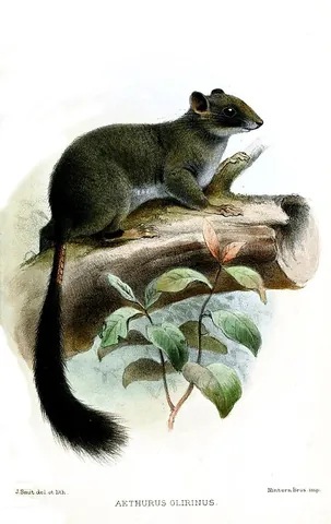 scaletail: any of the scaly-tailed species of flying squirrel, especially of Zenkerella insignis; a Cameroon...