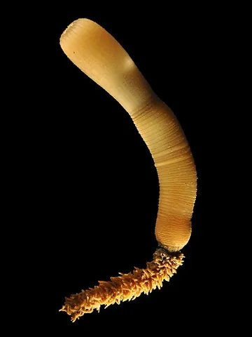 scalidophoran: any organism of the clade Scalidophora