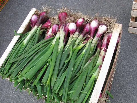 scallion: a spring onion, Allium fistulosum