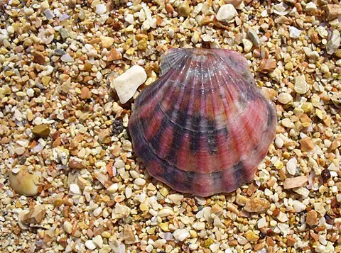 scallop: any of various marine bivalve molluscs of the superfamily Pectinoidea