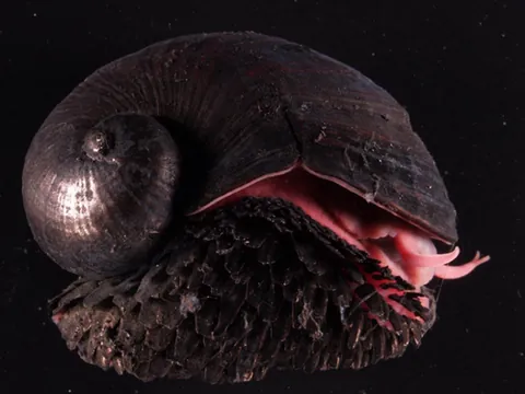 scaly-foot gastropod: a marine snail (Chrysomallon squamiferum) that lives near deep-sea hydrothermal vents in the Indian...
