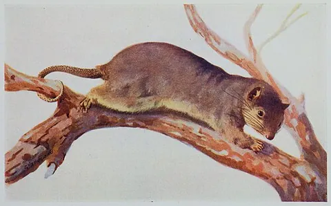 scaly-tailed possum: an Australian possum of the species Wyulda squamicaudata