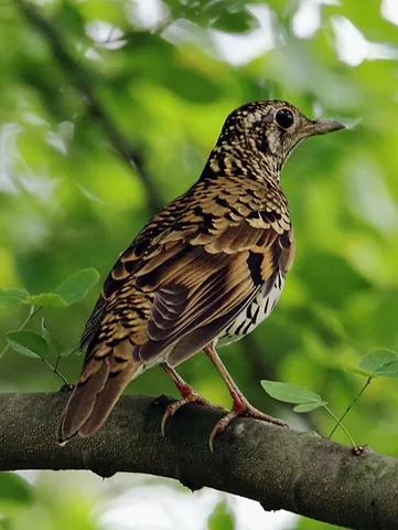 scaly thrush: zoothera dauma, an Old World thrush