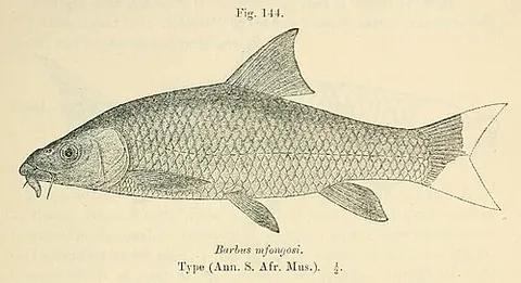 scaly: covered or abounding with scales