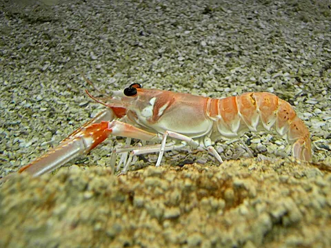scampi: a Norway lobster, a langoustine (Nephrops norvegicus)