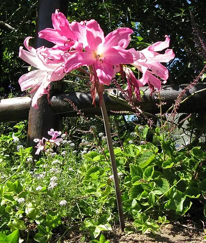scape: a leafless stalk growing directly out of a root, bulb, or subterranean structure
