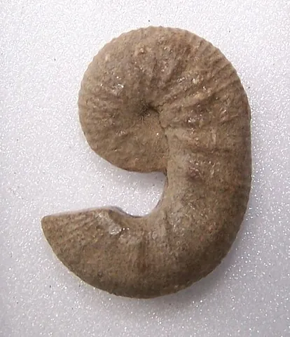 scaphitoconic: having an ancyloconic shell with an involute phragmocone and a hooked body chamber, like Scaphites