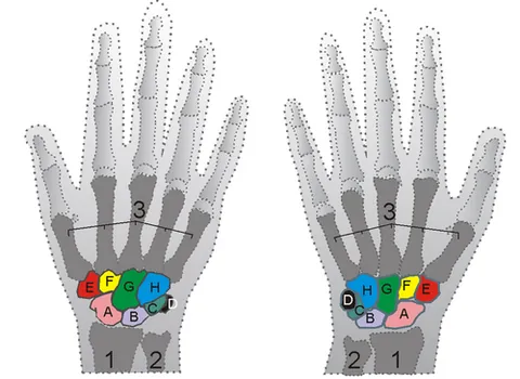 scaphoid: shaped like a boat