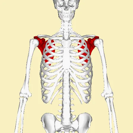 scapula: either of the two large, flat, bones forming the back of the shoulder